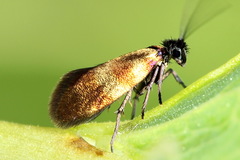 Micropterix mansuetella