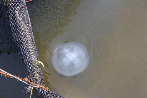 Acromitus flagellatus