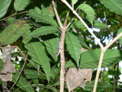 Anolis polylepis