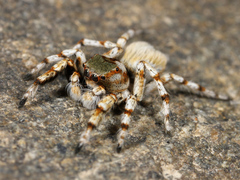 Habronattus amicus