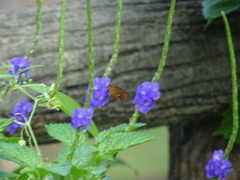 Iambrix salsala salsala