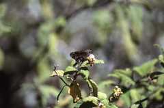 Thorybes dorantes galapagensis