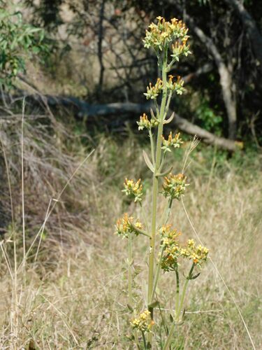 Image of Kalanchoe lanceolata by no rights reserved