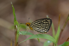 Metisella willemi