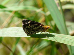 Metisella willemi