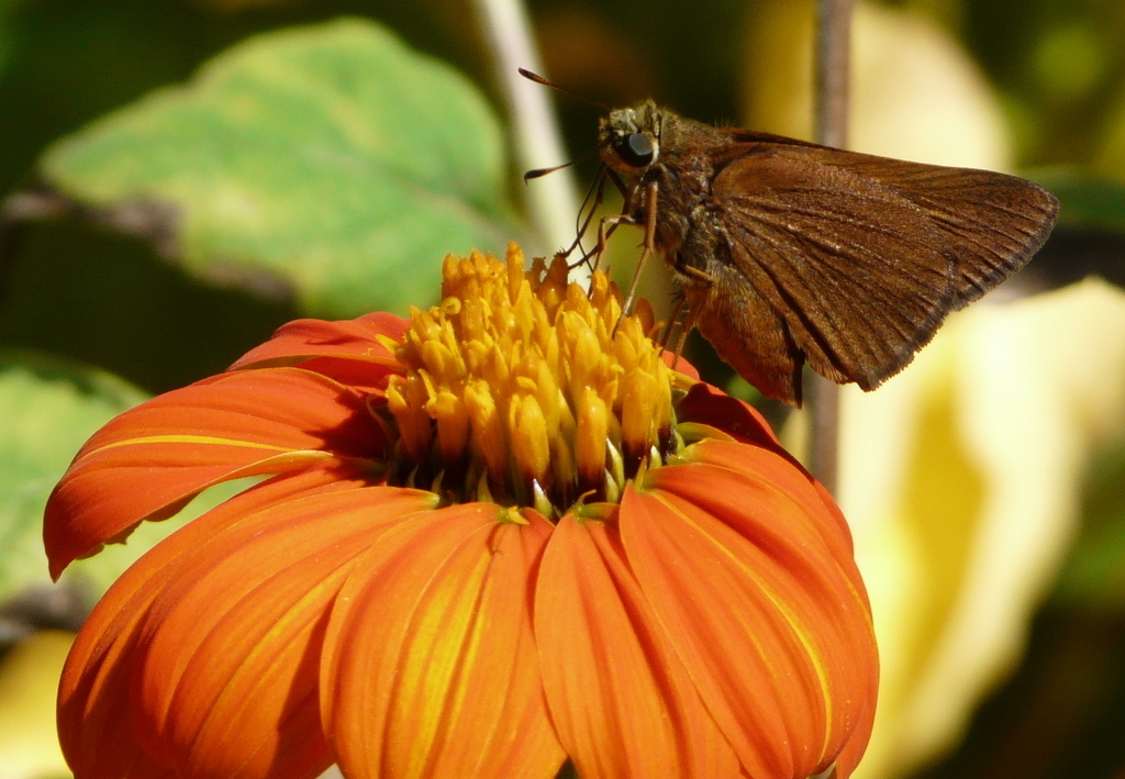Butler's branded skipper