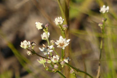 Alepidea capensis
