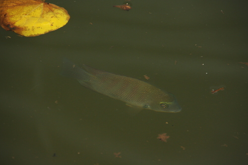 Etroplus suratensis