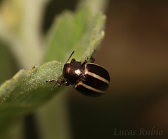 Desmogramma