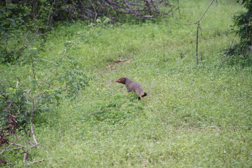 Ruddy Mongoose