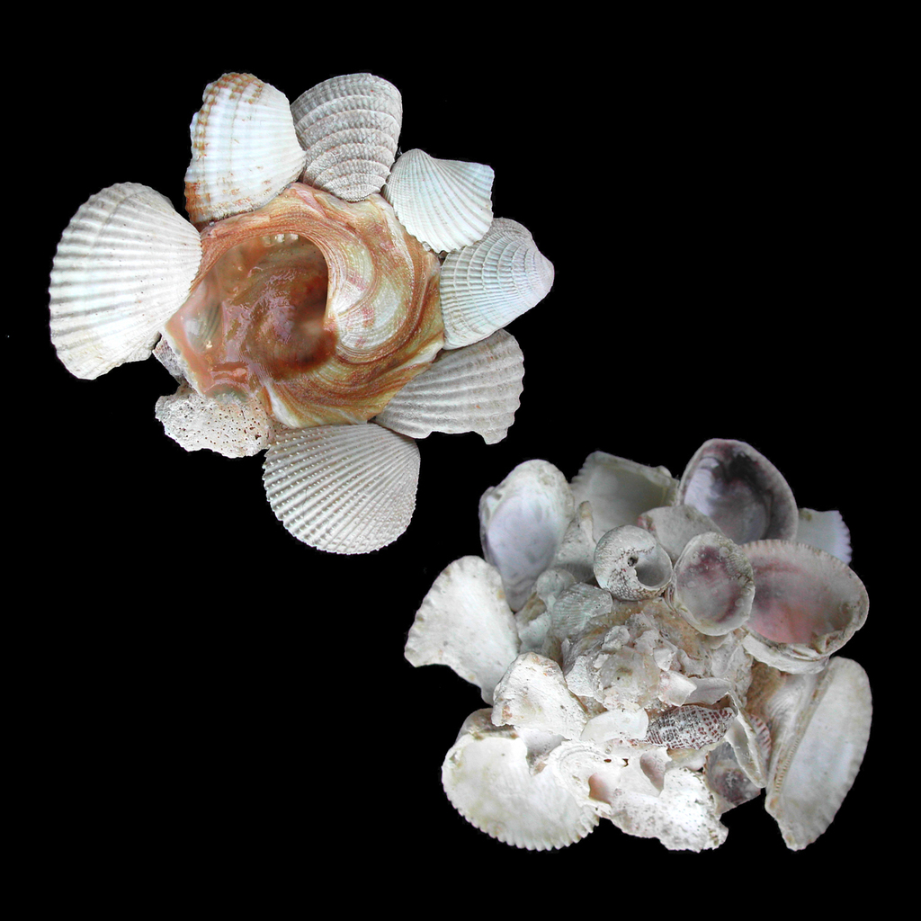 American Carrier Shell (Gastropods of the United States Pt.1) · iNaturalist