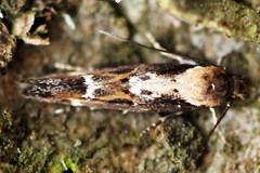 Mompha divisella