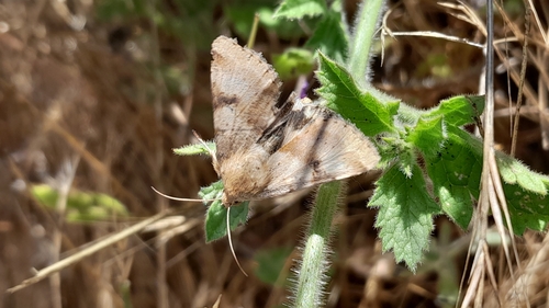 iNaturalist observation photo of Darker-spotted Straw Moth