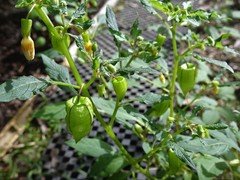 Physalis minima