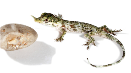 Anolis proboscis