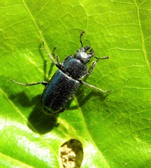 Platycerus caraboides