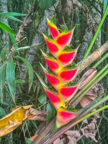 Heliconia wagneriana