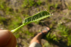 Alepidea capensis