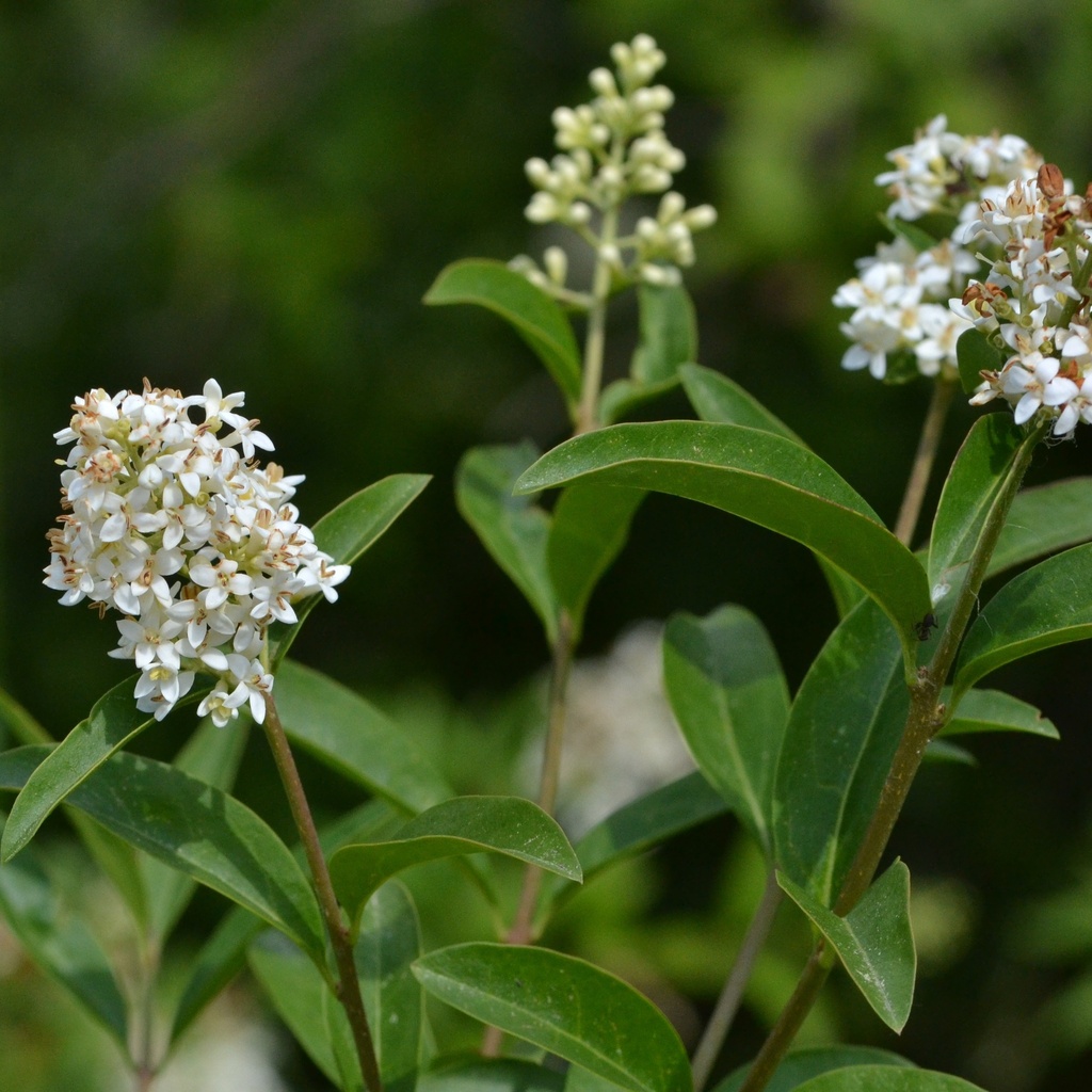 Ligustrum vulgare