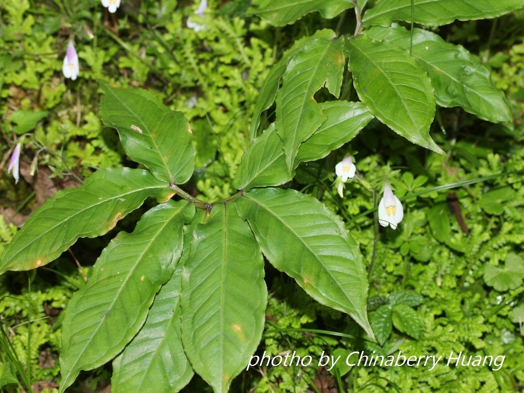Arisaema ilanense