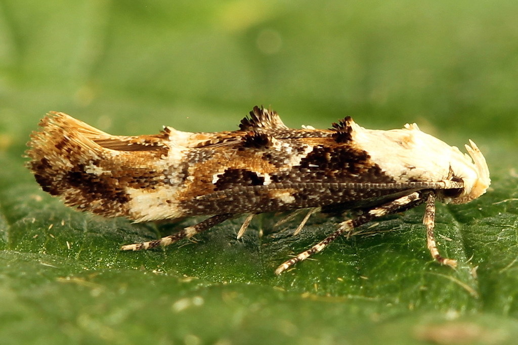 Marbled Cosmet