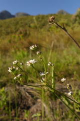 Alepidea capensis