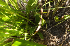 Alepidea capensis