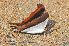 Marpesia zerynthia