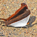 Marpesia zerynthia - Photo (c) Dave Wendelken,  זכויות יוצרים חלקיות (CC BY-NC), הועלה על ידי Dave Wendelken