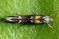 Mompha raschkiella