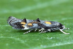 Mompha raschkiella