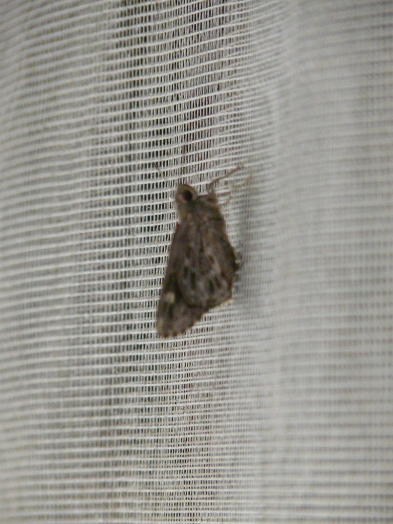 Violet Crepuscular Skipper