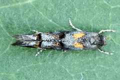 Mompha raschkiella