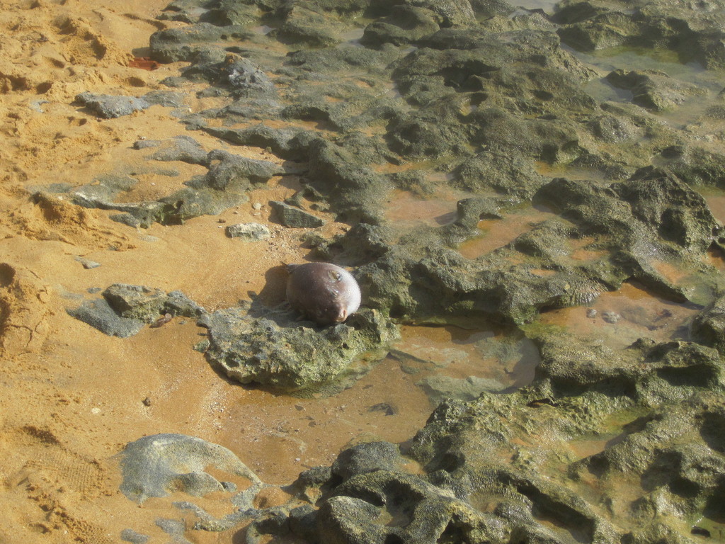 Narrow-lined toadfish