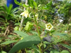 Physalis minima