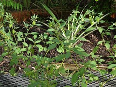 Physalis minima