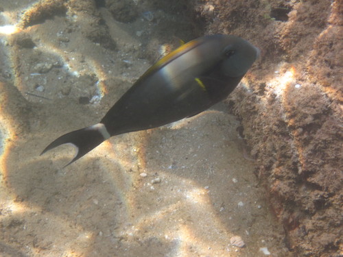 Acanthurus nigricauda