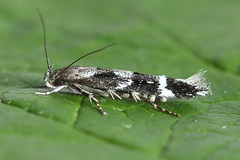 Mompha sturnipennella
