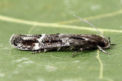 Mompha sturnipennella