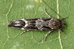 Mompha sturnipennella