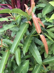 Calophyllum soulattri