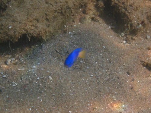 Pomacentrus similis