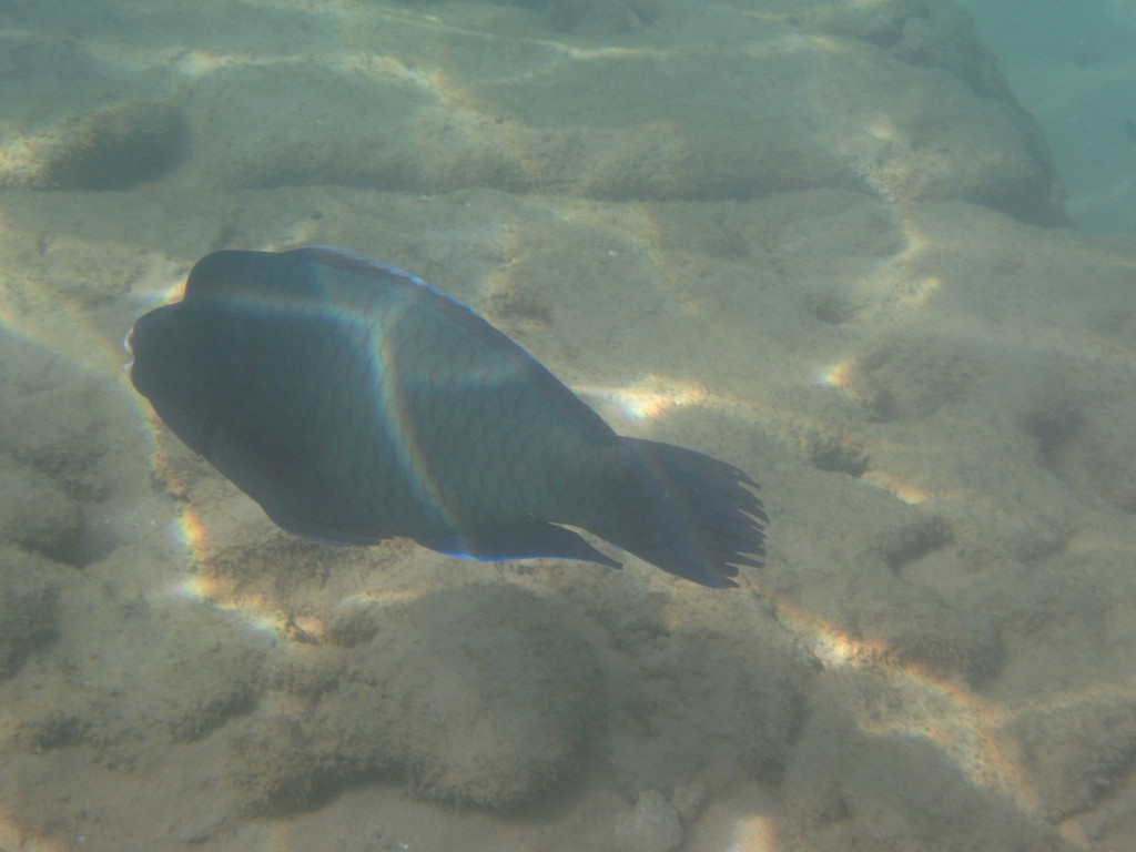 Raggedfin parrotfish (Chlorurus rhakoura) — Scaridae