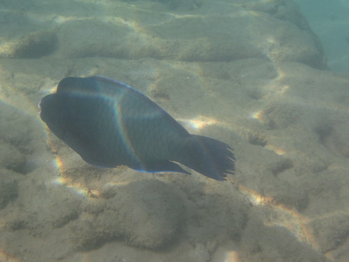 Chlorurus rhakoura