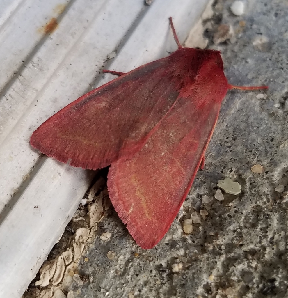Pink Sallow