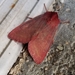 Pink Sallow - Photo (c) Tom Walker, some rights reserved (CC BY-NC), uploaded by Tom Walker