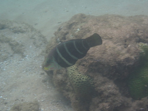 Hemigymnus fasciatus