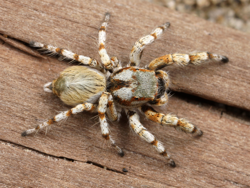 Habronattus amicus