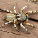 Fine-fringed Ornamented Jumping Spider - Photo no rights reserved