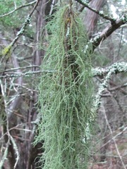 Usnea trichodea